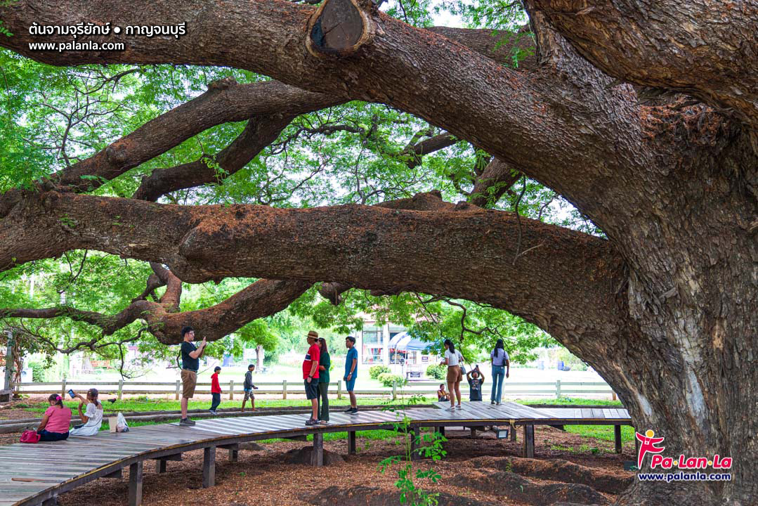 Giant Monkey Pod Tree